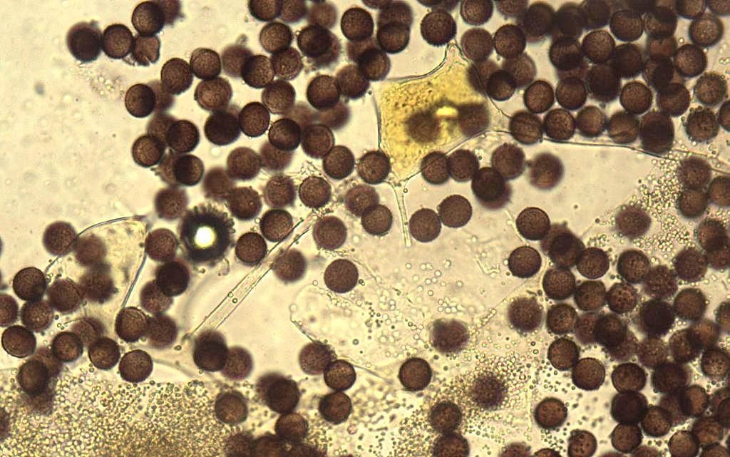 Physarum albescens